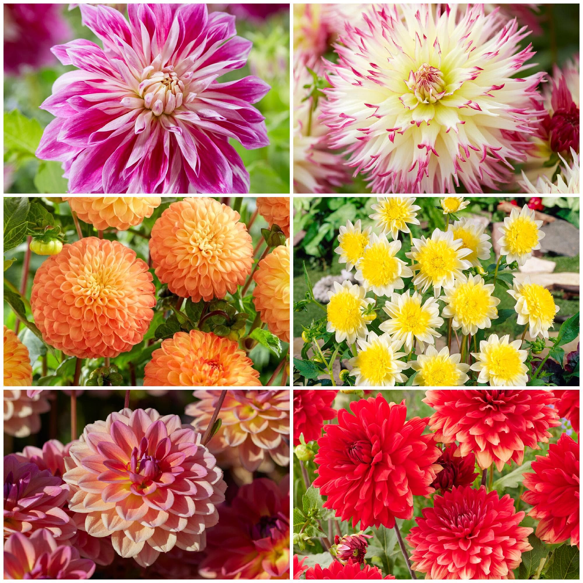 dahlia_collection_1